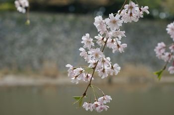 お堀の桜.jpg