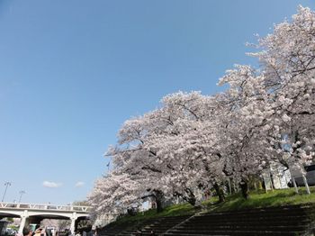 乙川の桜.jpg