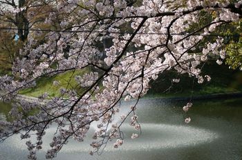 堀の噴水と桜.jpg