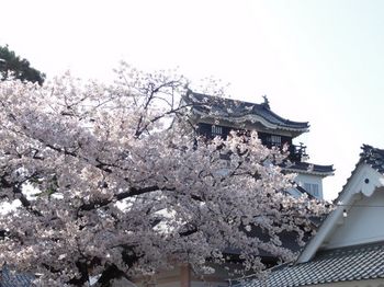 天守閣と桜.jpg