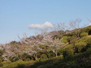 山の桜.jpg