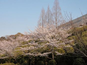 山の桜２.jpg