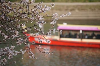 桜と竹千代丸.jpg
