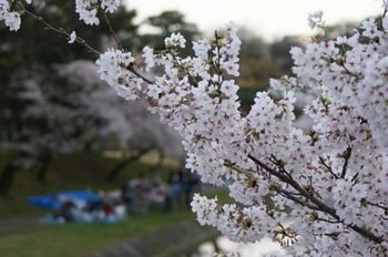 花見桜.jpg