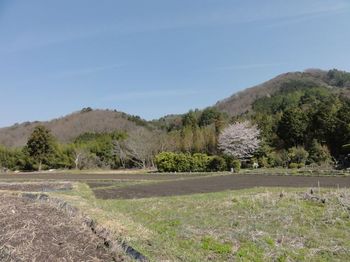 里の桜.jpg